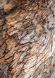 The bark of old wood.Abstract Background.