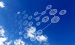 Elements of the social network Elements of the social network