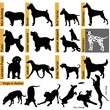 dogs races