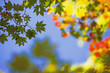 bright autumn leaves