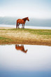mystical reflection of horse in the lake mystical reflection of horse in the lake