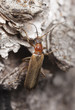 Soldier beetle climbing tree, macro photo