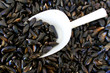 étallages de moules chez le poissonnier étallages de moules chez le poissonnier