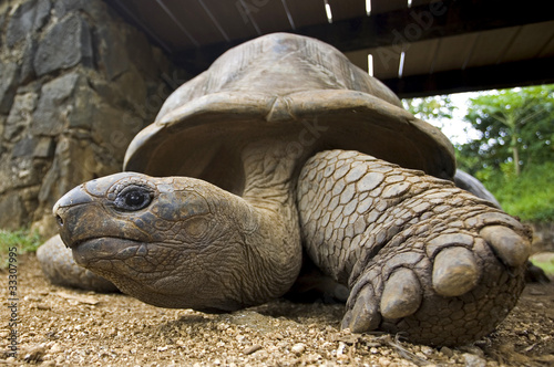 Foto: Schildkröte Schildkröte