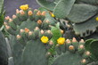 Kaktus Blüten auf Lanzarote