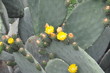 Kaktus Blüten auf Lanzarote
