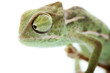 Baby chameleon isolated on white background