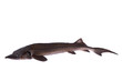 stör, sterlet, fisch
