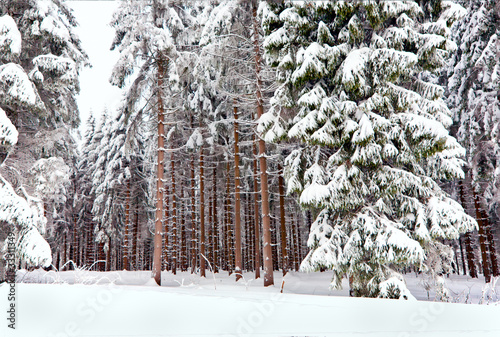 Photo: White Winter forest in the german Harz White Winter forest in the german Harz