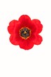 The red tulip blossom on a white background The red tulip blossom on a white background