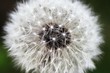The ripe dandelion close up The ripe dandelion close up