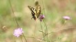 Beautiful butterfly