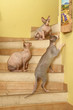 trois chats sphnyx jouent dans l'escalier