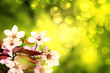 Kirschblüten