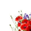 Red Poppy