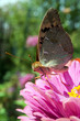 Photo: butterfly on a flower butterfly on a flower