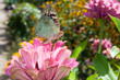 Photo: butterfly on a flower butterfly on a flower