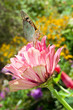 Photo: butterfly on a flower butterfly on a flower