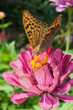 Photo: butterfly on a flower butterfly on a flower