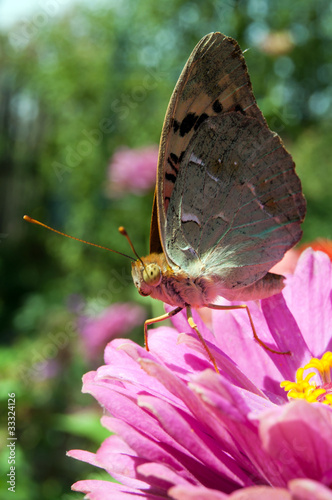 Photo: butterfly on a flower butterfly on a flower