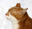 roter Kater mit Schneeflocken