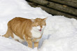 Kater auf Brautschau