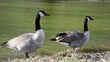 Kanadagans (Branta canadensis)