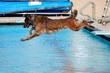 Jumping into the pool