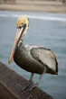 Pelican