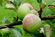 apfelbaum