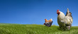 Chickens and cock on the green meadow Chickens and cock on the green meadow