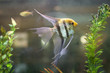 Freshwater Angelfish Biodome