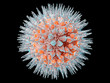 Virus Virus