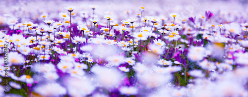Foto: Daisy field Daisy field