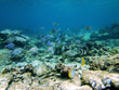 ����: Colorful tropical fish � vilainecrevette #33329142