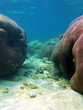 ����: Massive coral � vilainecrevette #33329155