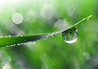 Fresh grass with dew drops close up
