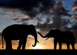 silhouette elephant in the sunset
