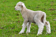 very young lamb