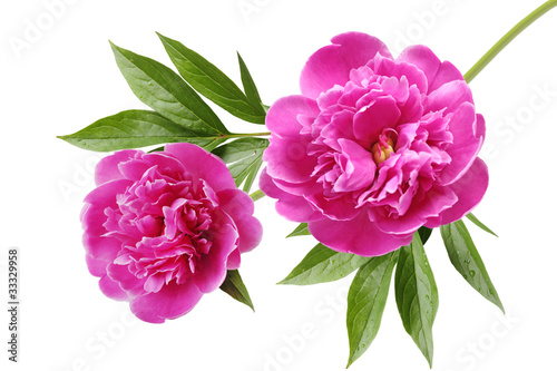 Foto: Peony Peony