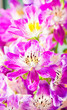 Schizanthus wisetonensis - hybriden