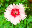 A pink, close-up