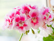 Geranium flowers, close-up
