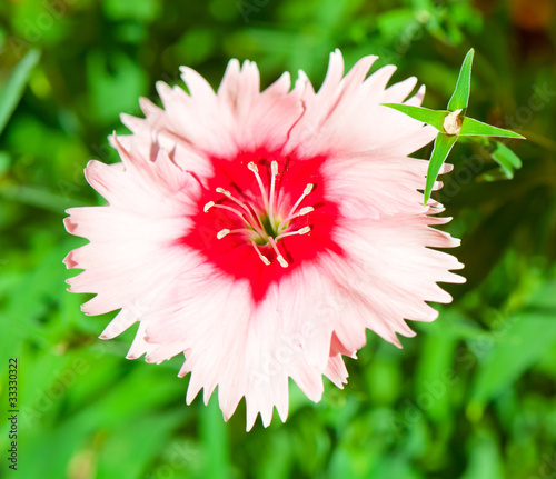 Photo: A pink, close-up A pink, close-up