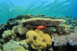 ����: Coral Reef with Bigeye Fish under Table Coral � Richard Carey #33330703