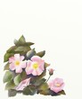 rose selvatiche