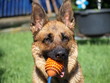 Schäferhund mit Spielzeug