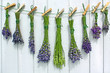 lavendel