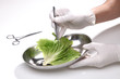 Untersuchung eines Salatblatts im Labor mit Pinzette