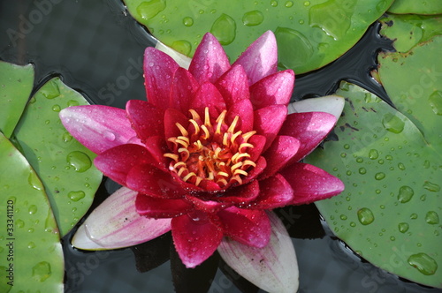 Foto: Seerose Seerose